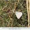 polyommatus vanensis male female4